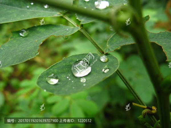 滴葉