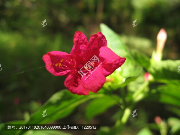 紅色的花