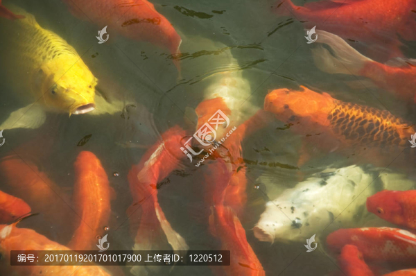 金鯉魚-匯圖網(wǎng) www.fosd68.com 金鯉魚