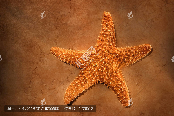 海星