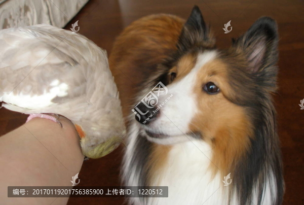 驚奇的是