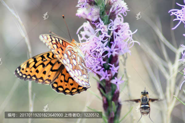 蜜蜂和蝴蝶