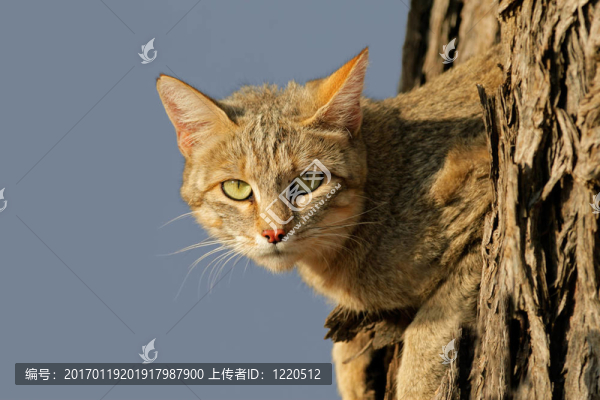 非洲野貓