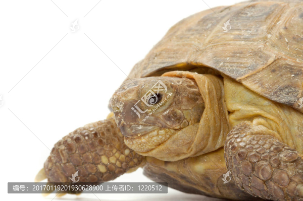 烏龜-匯圖網(wǎng) www.fosd68.com 烏龜