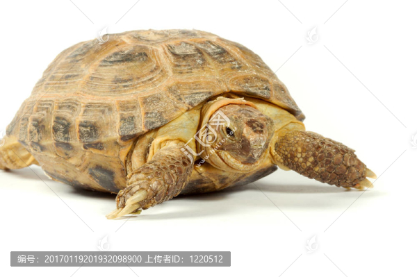 烏龜