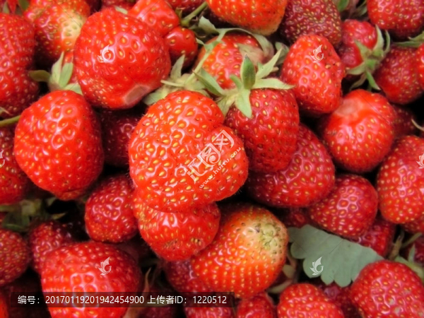 草莓