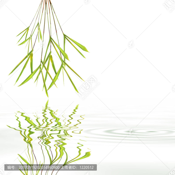 竹葉草