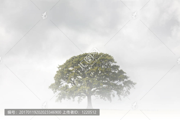 霧天的橡樹-匯圖網(wǎng) www.fosd68.com 霧天的橡樹