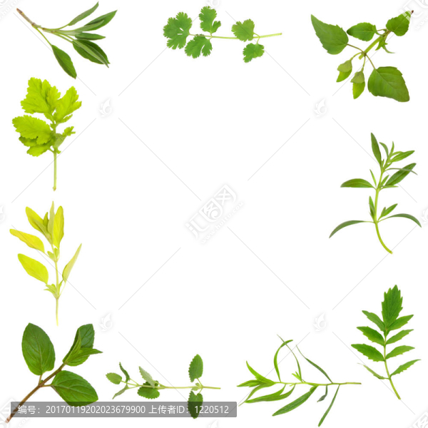 草本植物，葉緣