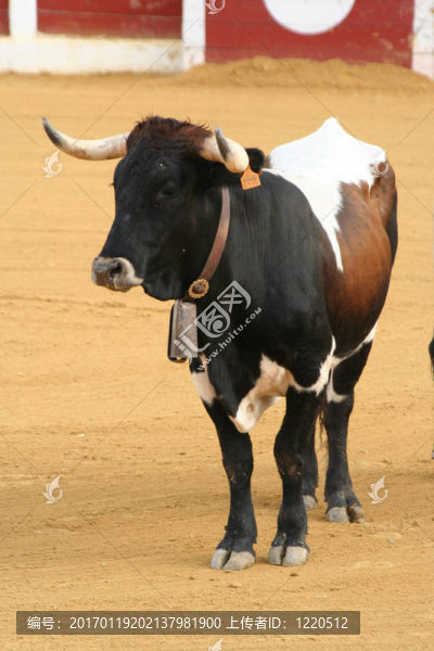 年輕的引導(dǎo)
