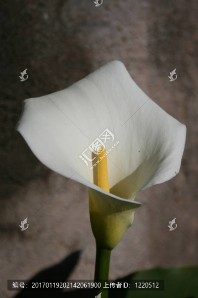 馬蹄蓮