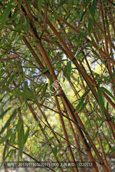 竹類植物