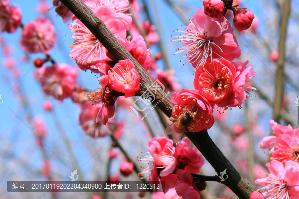 梅花