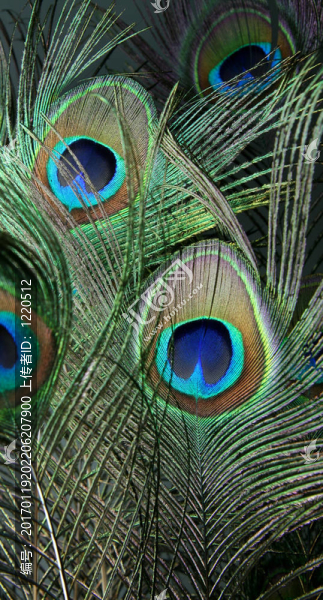 孔雀羽毛-匯圖網(wǎng) www.fosd68.com 孔雀羽毛