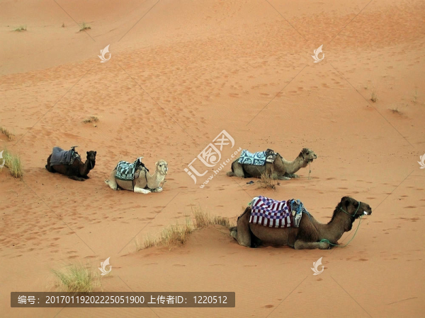 在摩洛哥沙漠駱駝在休息-匯圖網(wǎng) www.fosd68.com 在摩洛哥沙漠駱駝在休息