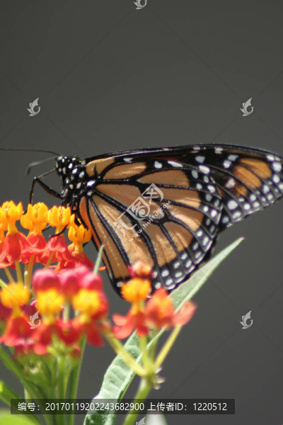帝王蝶（Danaus,plexippus）
