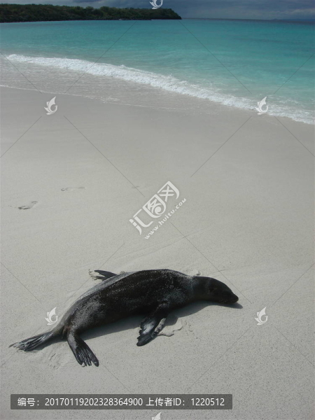 睡覺的海獅