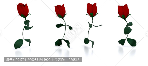 奔跑的玫瑰