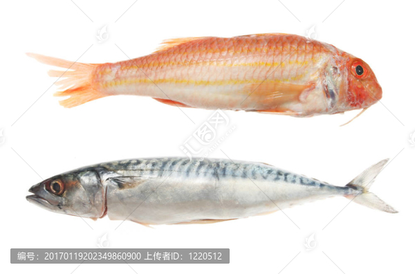 紅鯡魚和鯖魚