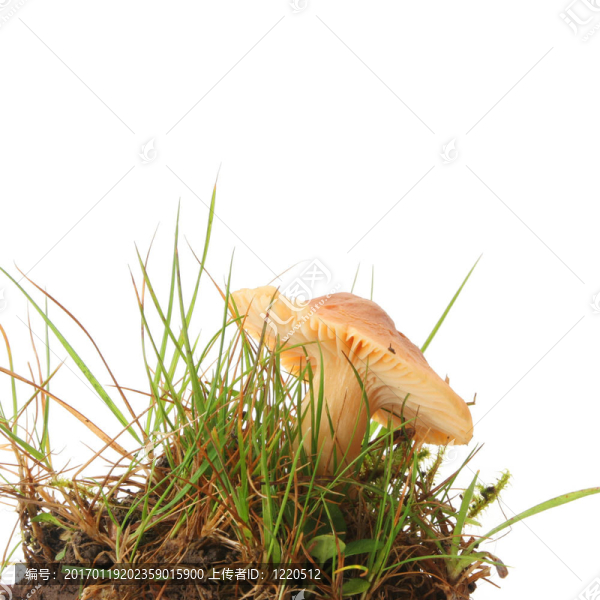 羊肚菌在草