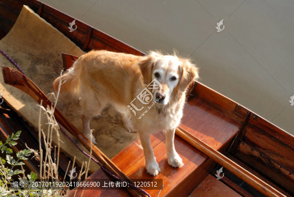 金毛獵犬站在桃木椅