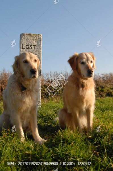 兩黃金獵犬在花崗巖后前說了
