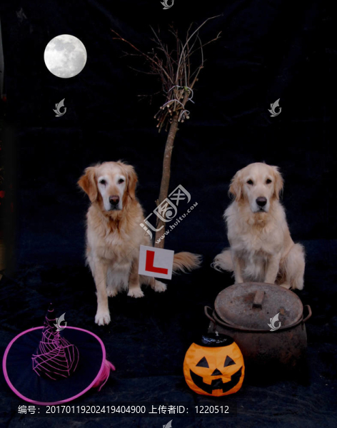 黃金獵犬準(zhǔn)備haloween飛行