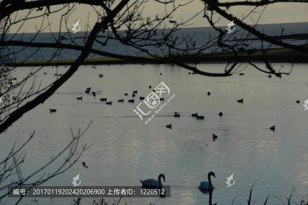 polridmouth康沃爾湖海的鴨子和天鵝-匯圖網(wǎng) www.fosd68.com polridmouth康沃爾湖海的鴨子和天鵝