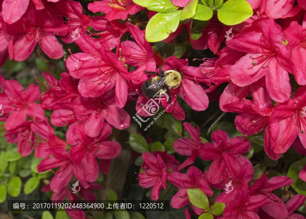 蜜蜂采集花蜜在春天Azalea,bush
