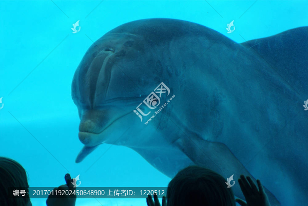 海豚手表當孩子們看