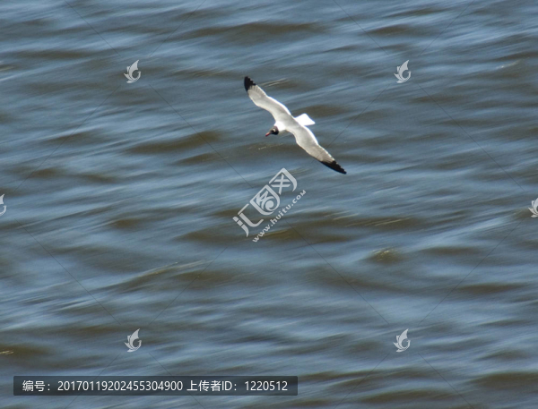 海鷗掠過(guò)海浪