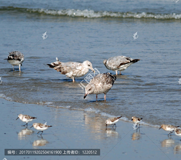 海灘上的鳥