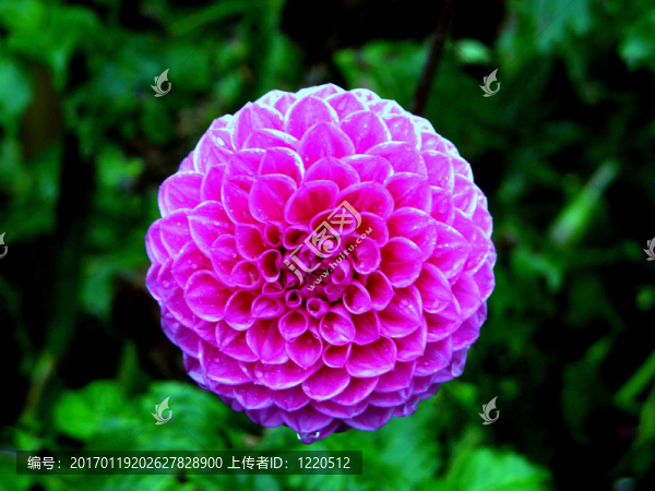 粉紅色的杜鵑花