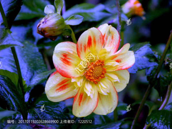 黃色/橙色的杜鵑花