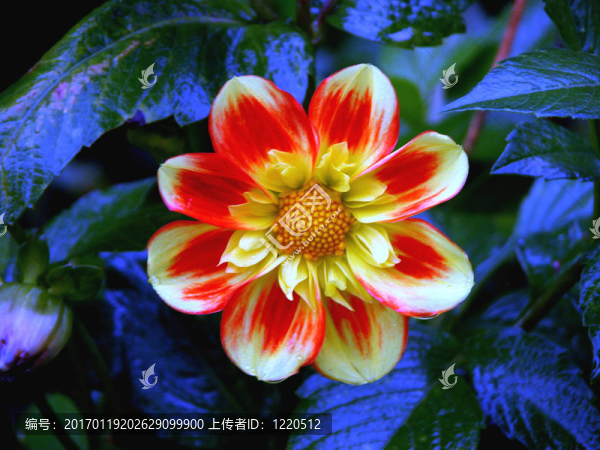 橙色的杜鵑花