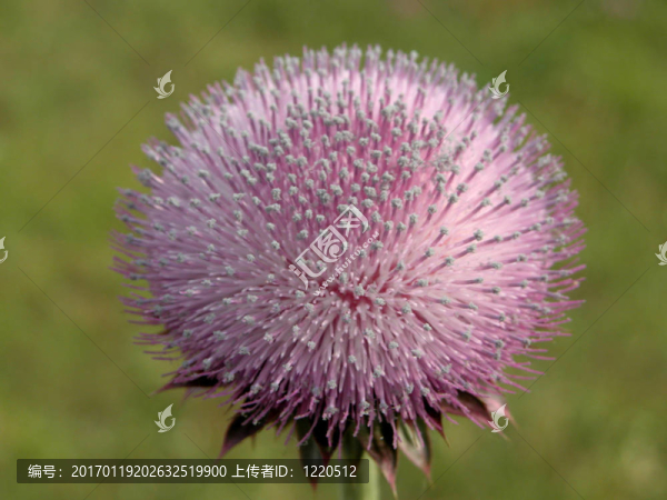 蒲公英花粉