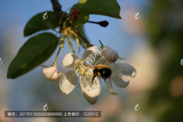 戶外；大黃蜂；花白色；