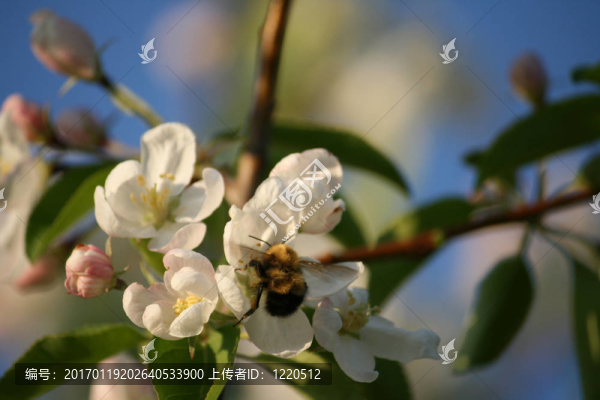 室外；白色；花；蜜蜂；蘋果