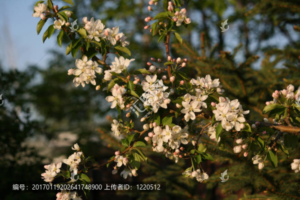 花園；花；白色；蘋果