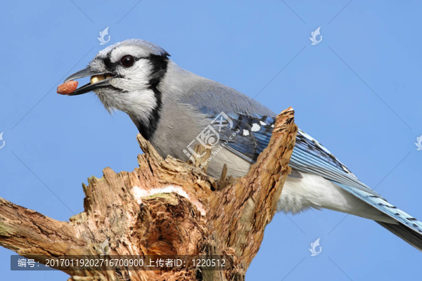 藍(lán)鳥與花生