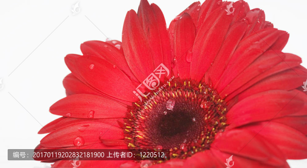 紅菊花