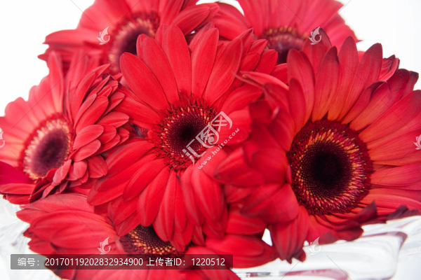 紅色的雛菊