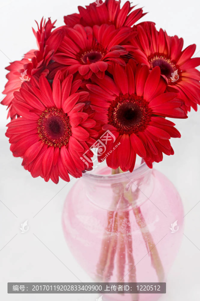 紅色的雛菊