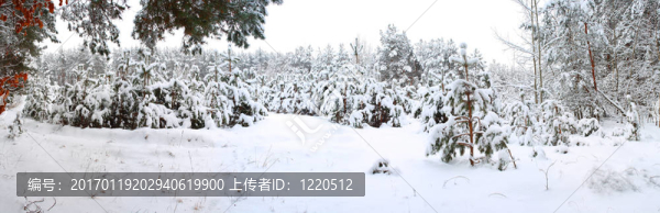 冬天的森林。