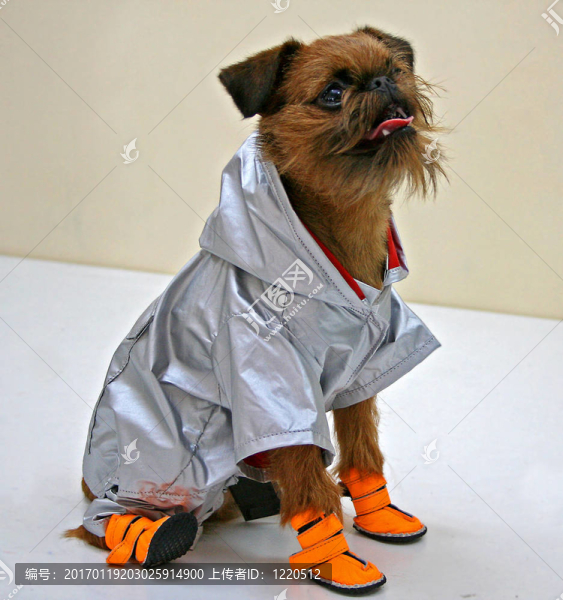 狗