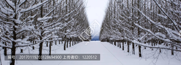 一排排白雪覆蓋的樹(shù)。