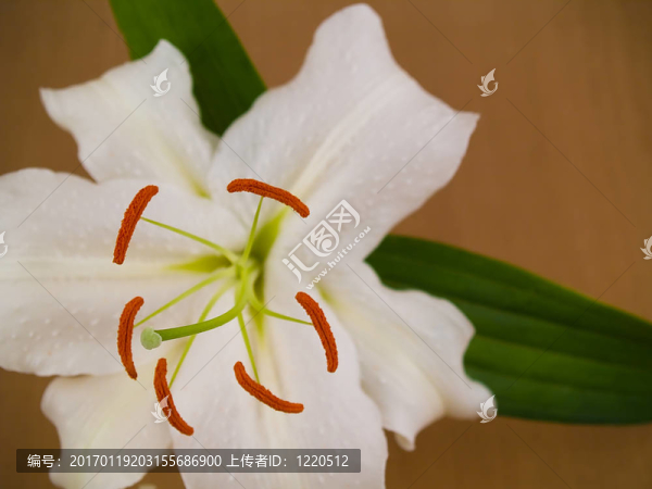 卡薩布蘭卡百合2