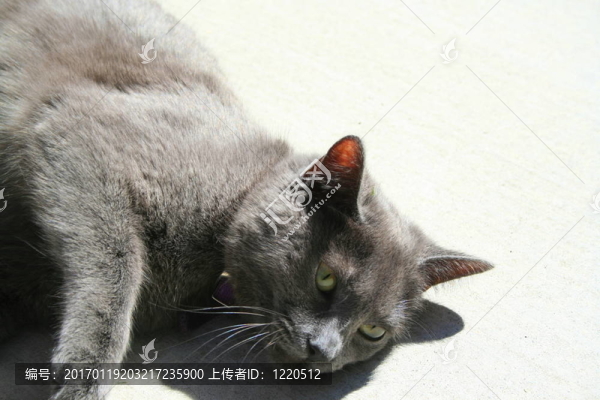 灰色國內(nèi)短毛貓-匯圖網(wǎng) www.fosd68.com 灰色國內(nèi)短毛貓