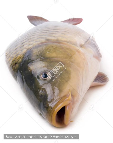 鯉魚特寫
