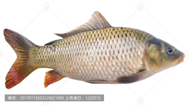 鯉魚(yú)特寫(xiě)-匯圖網(wǎng) www.fosd68.com 鯉魚(yú)特寫(xiě)